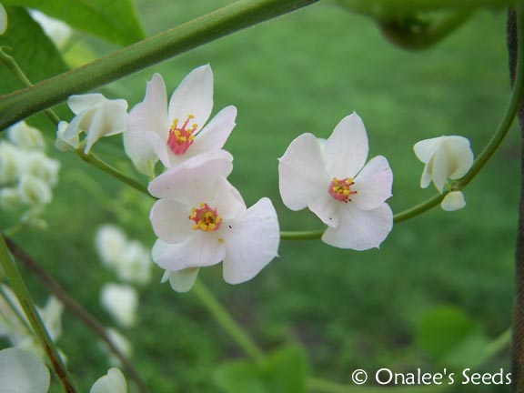 Photo Gallery