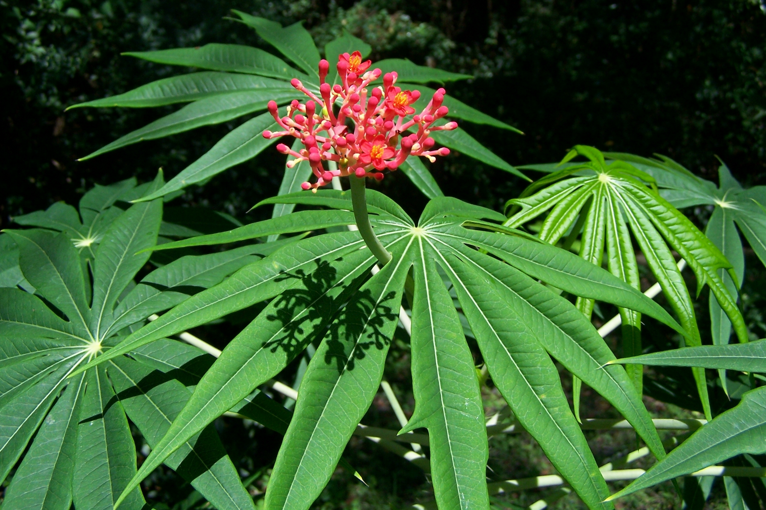Coralbush,Physic Nute,Guatemala Rhubarb,Jatropha Seeds | eBay