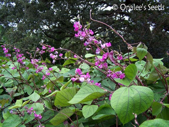 vines bean flowering Seeds Bean  Vine  Garden Cottage  Purple Hyacinth 10 Details about