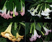 Angel Trumpet / Brugmanisa Unrooted Cuttings (all varieties)