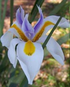 African Iris, Fortnight Lily (Dietes iridioides)