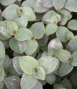 Bolivian Jew, Turtle Vine, Itsy Bitsy Inch Vine, Baby's Tears (Callisia Repens)