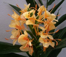 Ginger:  Dr. Moy (Hedychium)    