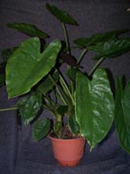 Elephant Ear: New Guinea Shield / Hardy Elephant Ear (Alocasia wentii)   