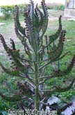 Mother Of Thousands BABIES, Kalenchoe (Bryophyllum daigremontianum)
