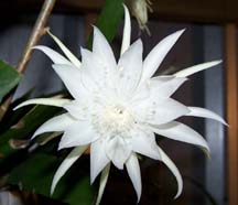 Epiphyllum: Night Blooming Cereus, Queen of the Night, Dutchman's Pipe Cactus (Epiphyllum oxypetalum) 