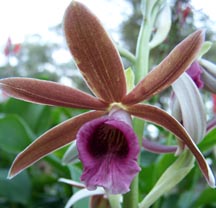 Nun's Orchid (Phaius tankervilliae) 