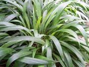 Palm Grass, Ornamental Grass (Setaria palmifolia)   