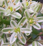 Pregnant Onion (Ornithogalum Caudatum, O. longibracteatum)