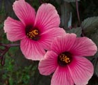 Hibiscus: False Roselle / Red Leaf (Hibiscus acetosella)  