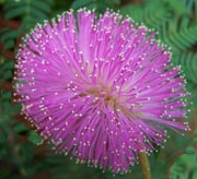 Sensitive Plant / Pink Mimosa Vine (Mimosa strigilosa)	