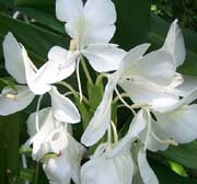 Ginger: Butterfly White (Hedychium coronarium)   