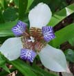 Walking Iris:  Purple and White (Neomarica gracilis)
