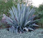 Agave (Agave americana)