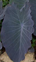 Elephant Ear: Black Runner (Colocasia esculenta)   