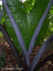 Elephant Ear: Blue Taro, Purple Stemmed, Black Stem, Xanthosoma violaceum
