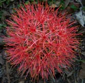 Blood Lily (Scadoxus multiflorus) 