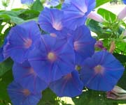 Blue Dawn Flower Morning Glory - Potted Plant