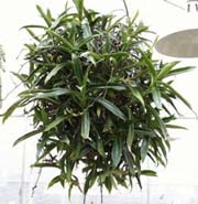 Basket Plant (Callisia fragrans) 