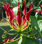 Gloriosa Lily / Flame Lily (Gloriosa Superba)  
