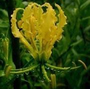 Gloriosa Lutea Lily / Flame Lily (Gloriosa Lutea) 