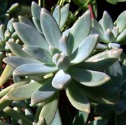 Graptoveria / Graptosedum Succulent Cuttings