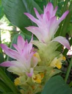 Ginger:  Hidden (Curcuma petiolata)  