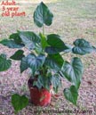 Elephant Ear: Hooded Dwarf , Buddha's Hand, Hawaiian Heart (Alocasia cucullata)   