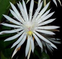 Epiphyllum: Hooker's Orchid Cactus, Night-blooming Cereus (Epiphyllum hookeri) 