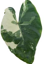 Elephant Ear: Marbled, Variegated Upright (Alocasia Macrorhiza 'Variegata�) 