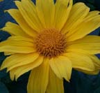 Bolivian Sunflower / Golden Mexican Sunflower Cuttings (Tithonia diversifolia)