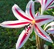 Crinum Lily: Milk & Wine (Crinum Scabrum) 