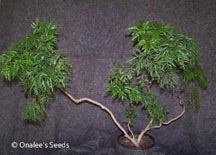 Ming Aralia Tree (Polyscias fruticosa)