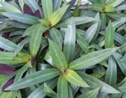 Moses in a Basket (Tradescantia spathacea) 