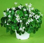 Oxalis: Lucky Shamrock (Oxalis Triangularis) 