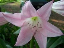 Crinum Lily: Pass Along Pink / Cape Lily (Crinum X Powellii)  