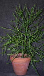 Pencil Plant/Bush/Tree (Euphorbia tirucalli)  