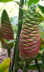 Ginger:  PineCone (Zingiber zerumbet) Awapuhi Kuahiwi