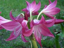 Crinum Lily: Deep Pink, Candlestick (Crinum X Powellii)   