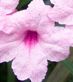 Mexican Petunia, PINK (Mexican Chi Chi, Ruellia brittoniana)
