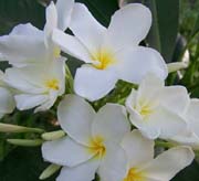 Plumeria  -  Frangipani