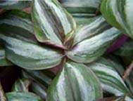 Wandering Jew - Variegated Green/Purple, Inch Plant (Tradescantia zebrine)	