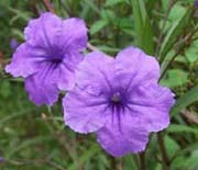 Mexican Petunia, Purple Showers (Mexican Chi Chi, Ruellia brittoniana)