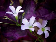 Oxalis: Purple Shamrock (Oxalis Triangularis) 