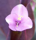 Purple Heart, 'Purple Queen' Wandering Jew, Inch Plant (Tradescantia pallida)
