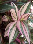 Laekenensis Rainbow Vine, Wandering Jew, Inch Plant (Tradescantia fluminensis)