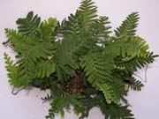 Resurrection Fern (polypodium polypodioides)