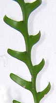 Rick-Rack Cactus (Ric-Ric, Zig-Zag, Fishbone) (Selenicereus anthonyanus)	