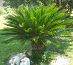 Sago Palm Plants / Seedlings