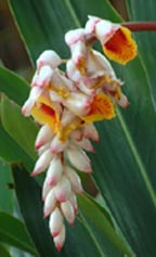 Ginger:  Shell Flower (Alpinia Zerumbet)	